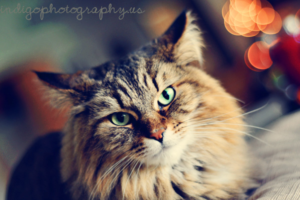 animal-photographer-rockford-il